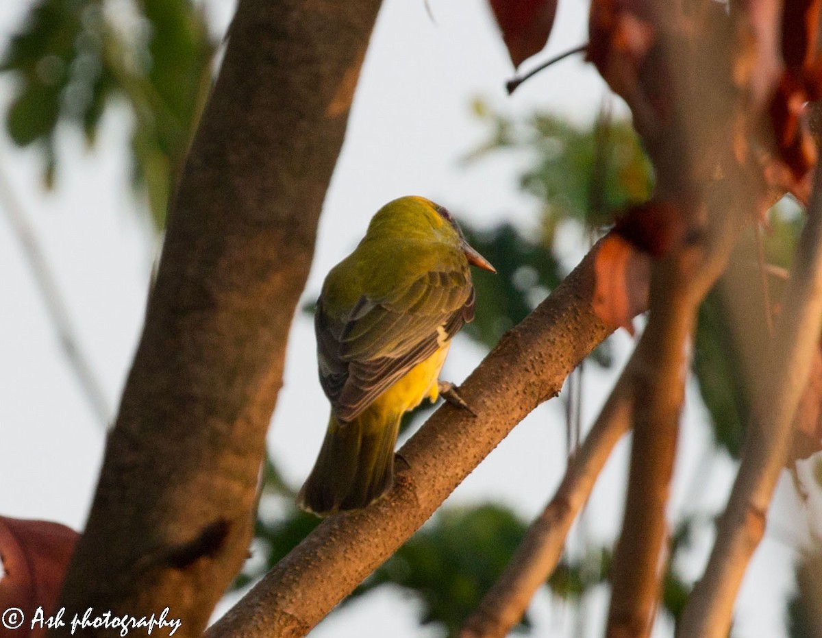 Indian Golden Oriole - ML219764001