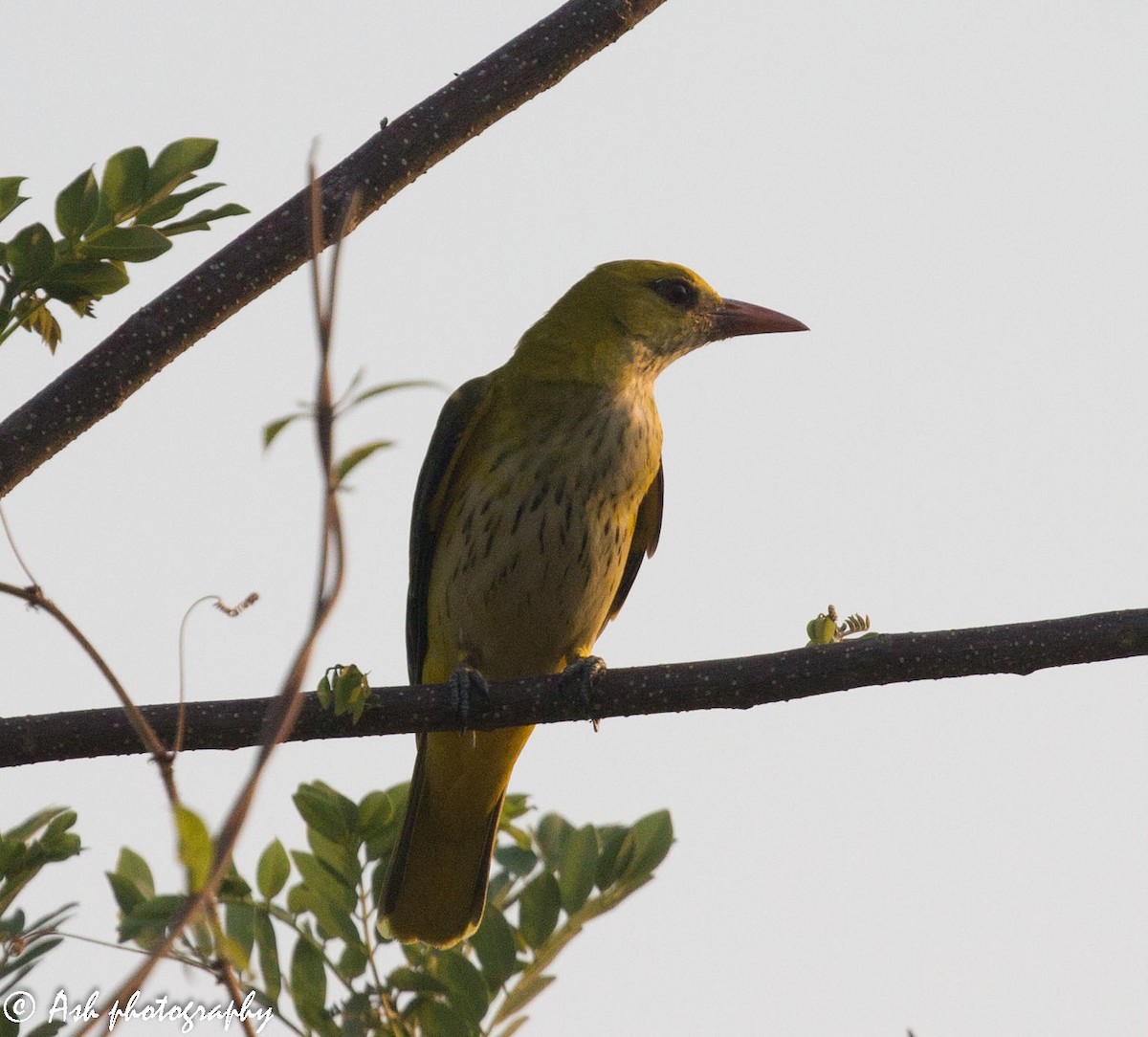 Indian Golden Oriole - ML219764021