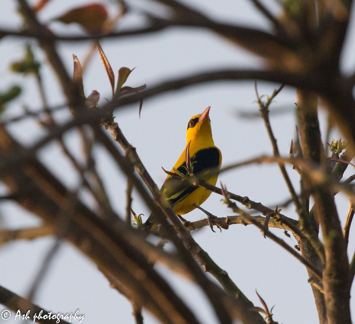 Indian Golden Oriole - ML219764031