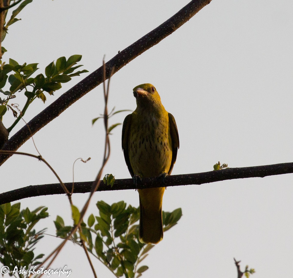Indian Golden Oriole - ML219764051