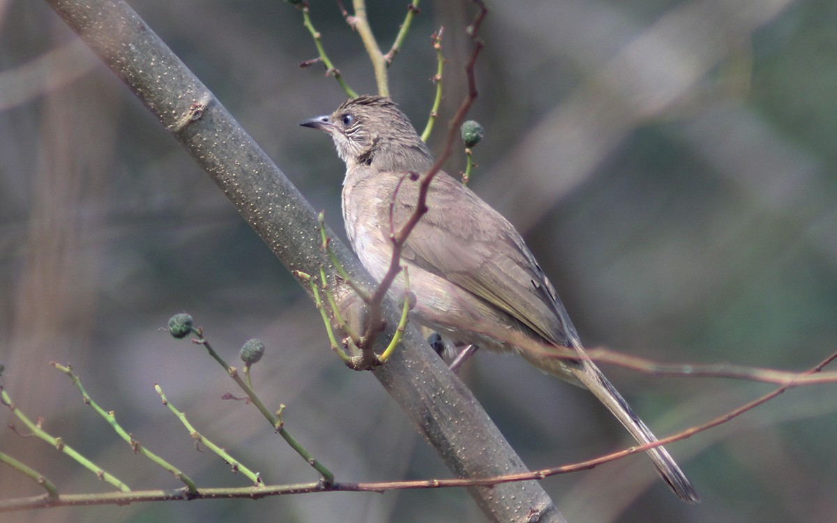 Streak-eared Bulbul - ML219764411