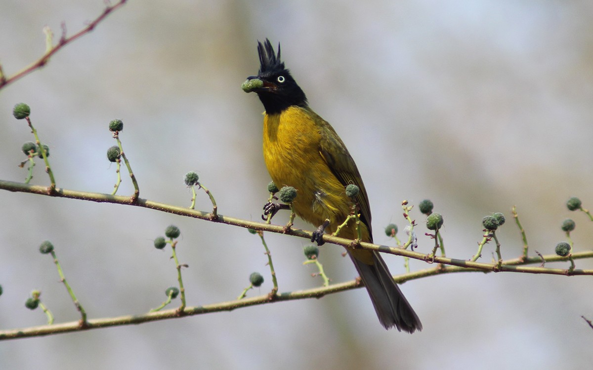 Black-crested Bulbul - ML219764431