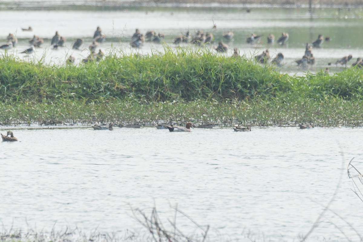 Eurasian Wigeon - ML219764461