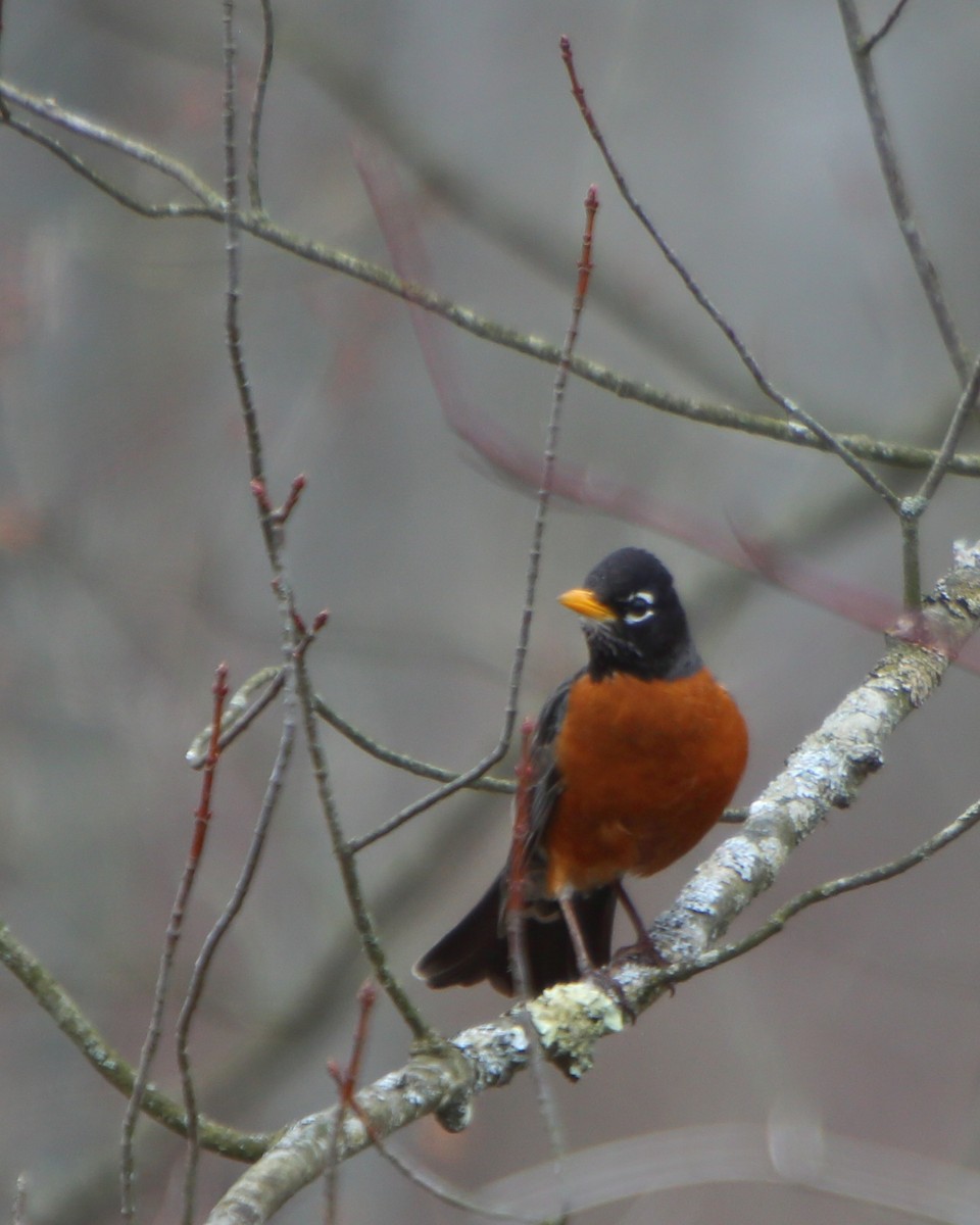 American Robin - ML219764781