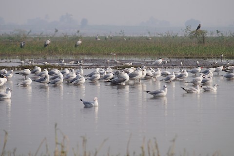 小黑背鷗 - ML219764891