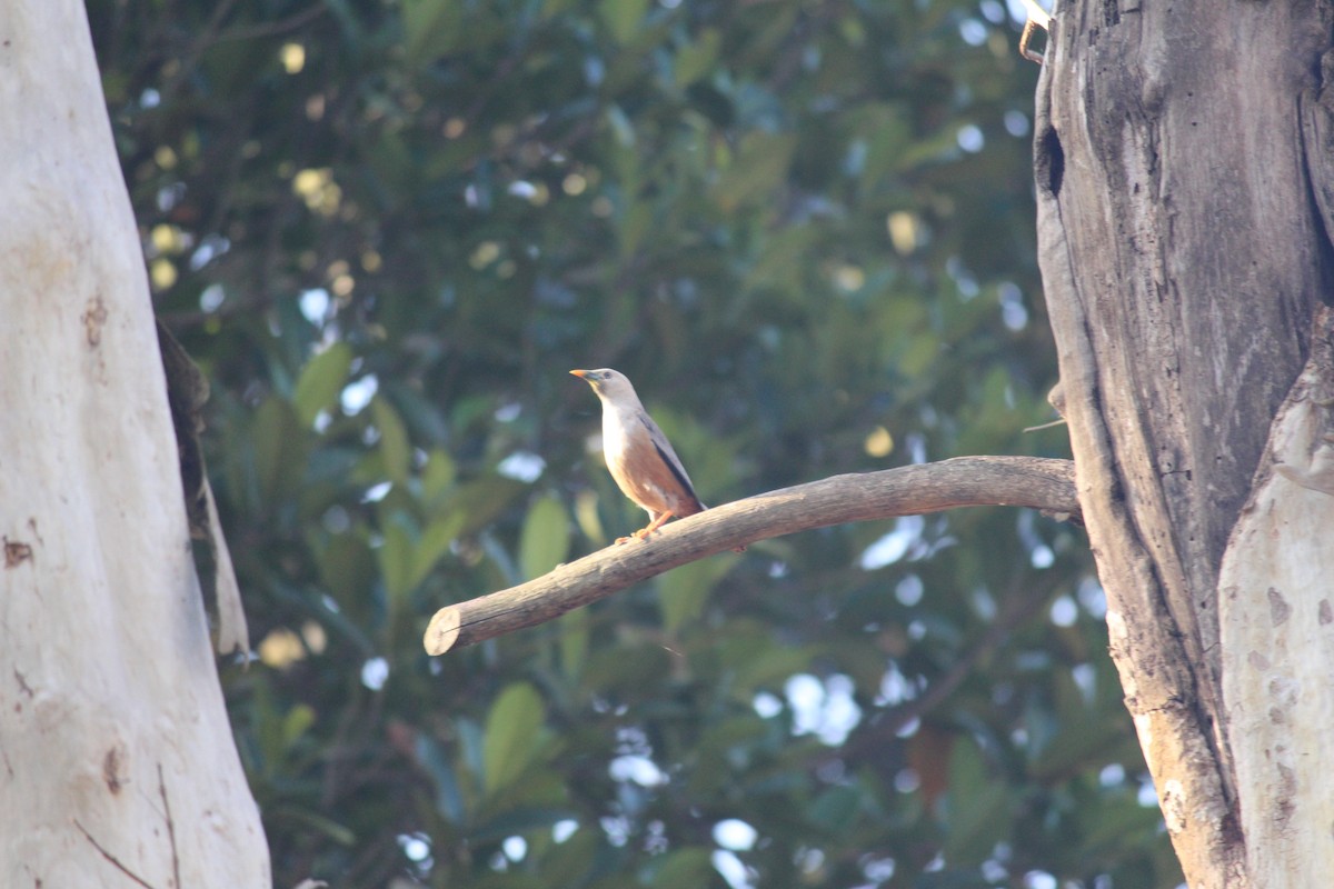 Malabar Starling - ML219765111