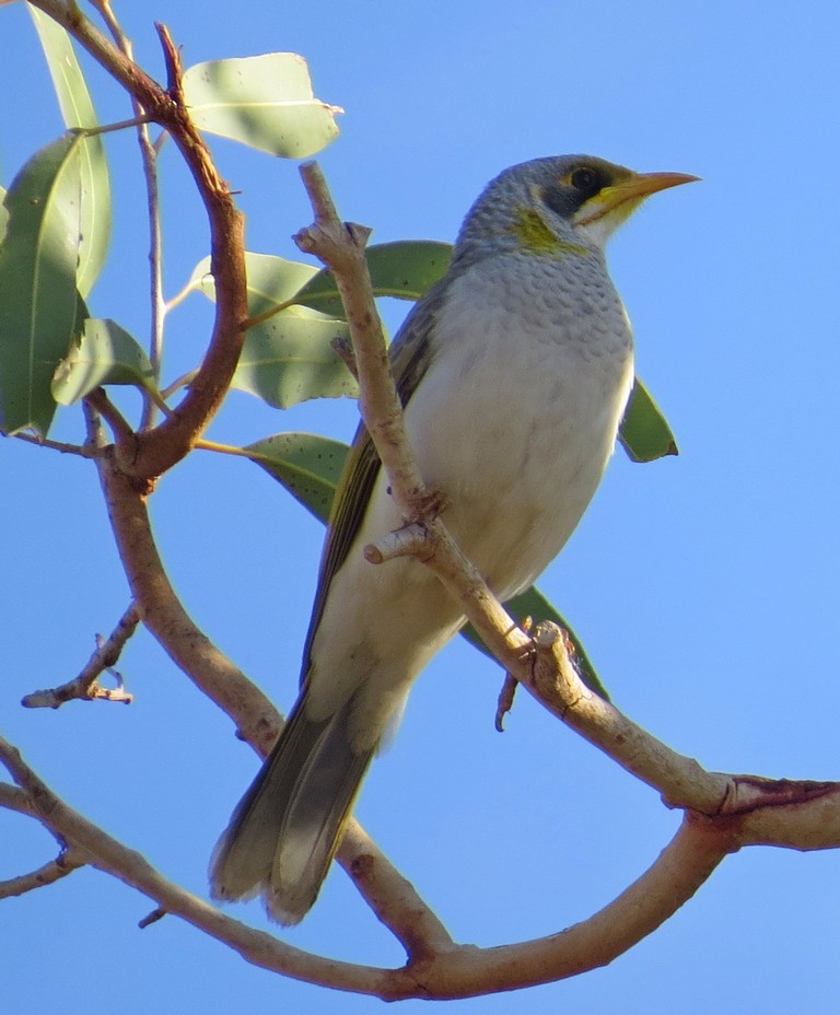 Mielero Goligualdo - ML219765131