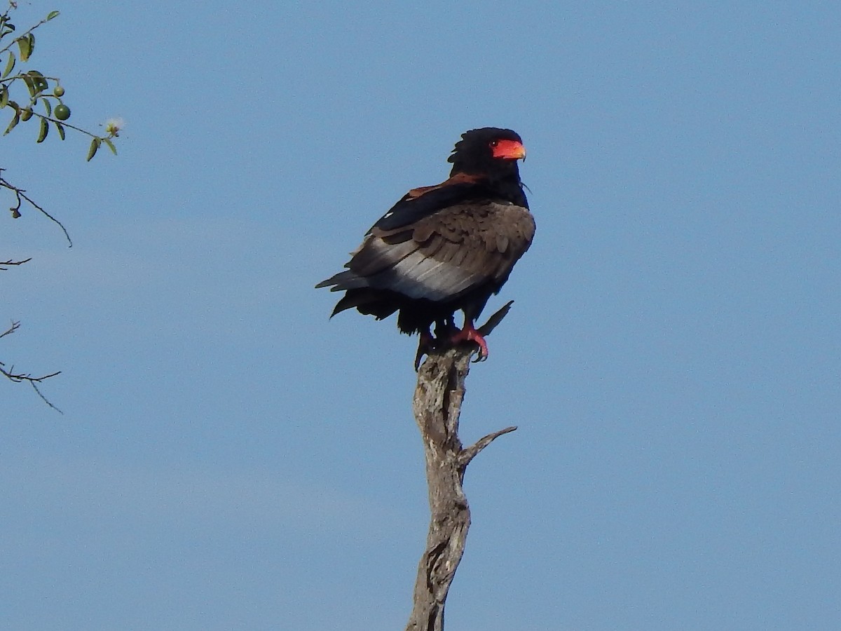 Bateleur - ML219766461