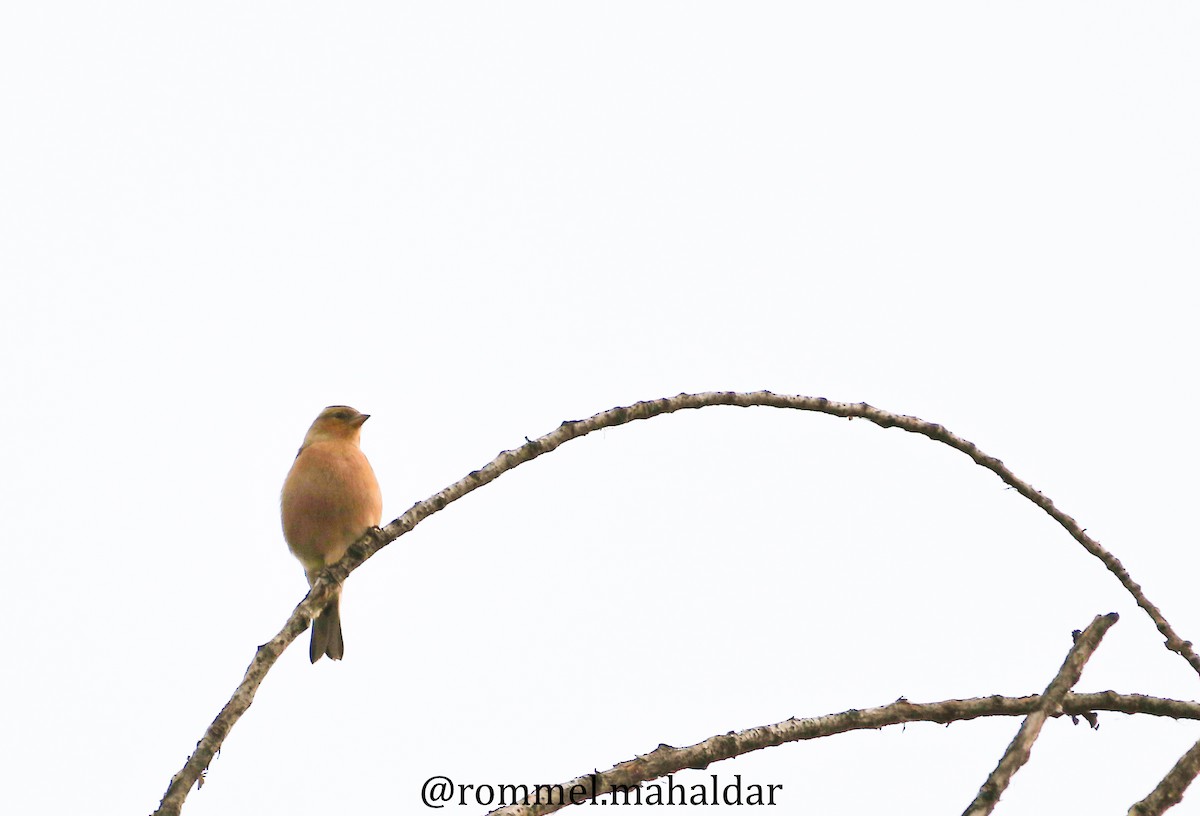 Common Chaffinch - Rommel Mahaldar