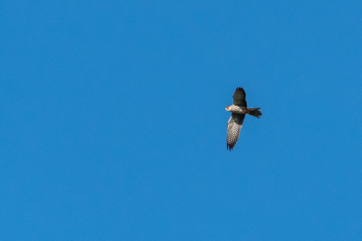 Amur Falcon - ML219767811