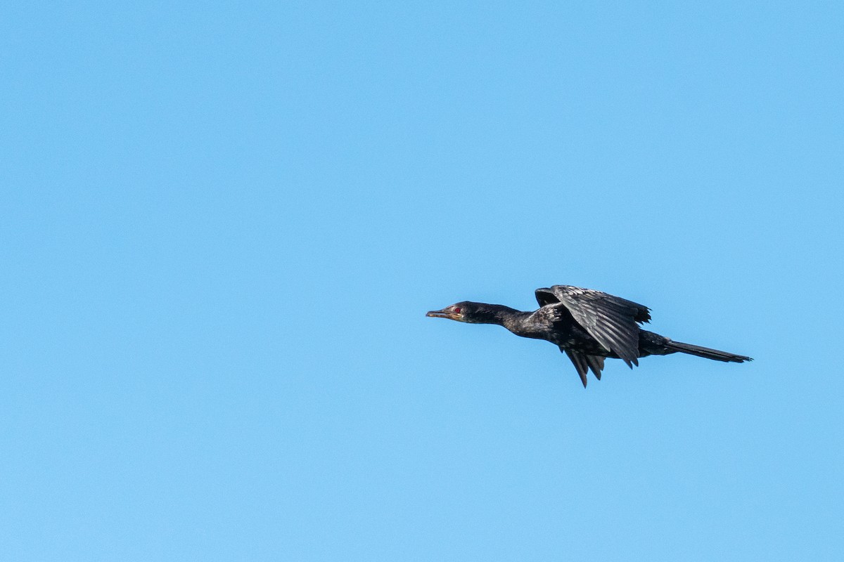 Long-tailed Cormorant - ML219767871