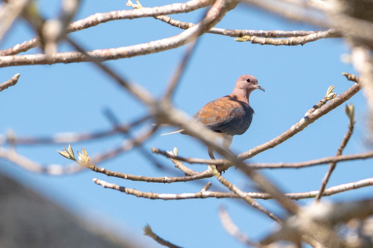 Laughing Dove - ML219767921