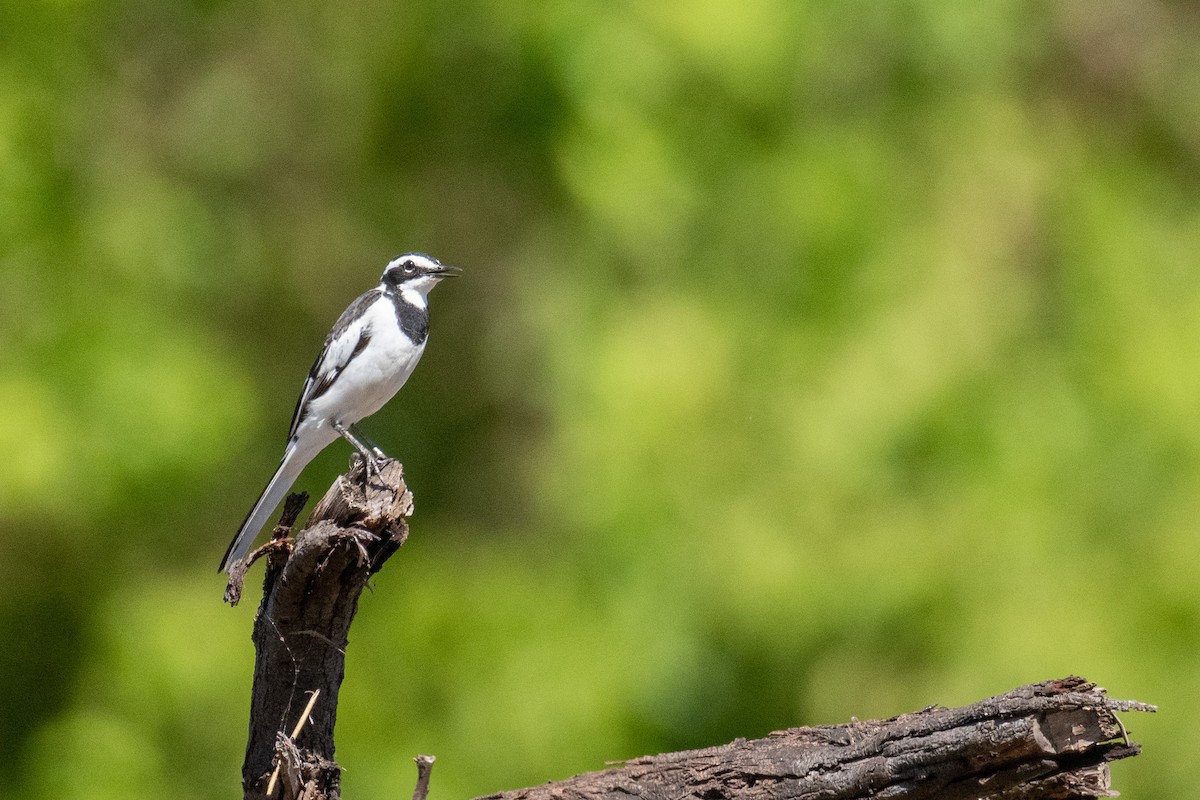 African Pied Wagtail - ML219767941