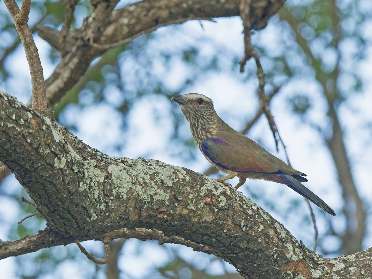 Rufous-crowned Roller - Niall D Perrins