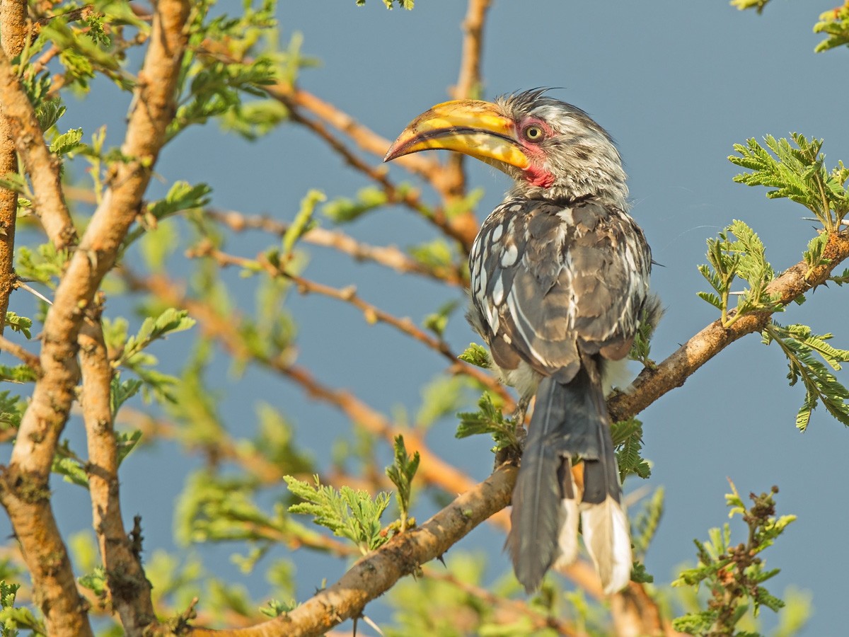 Southern Yellow-billed Hornbill - ML219768191