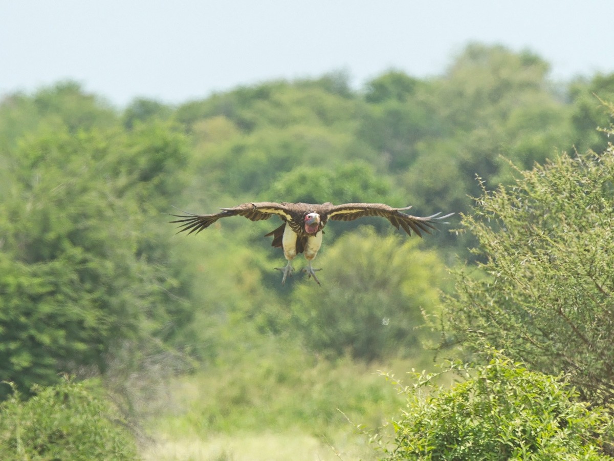 Lappet-faced Vulture - ML219768331