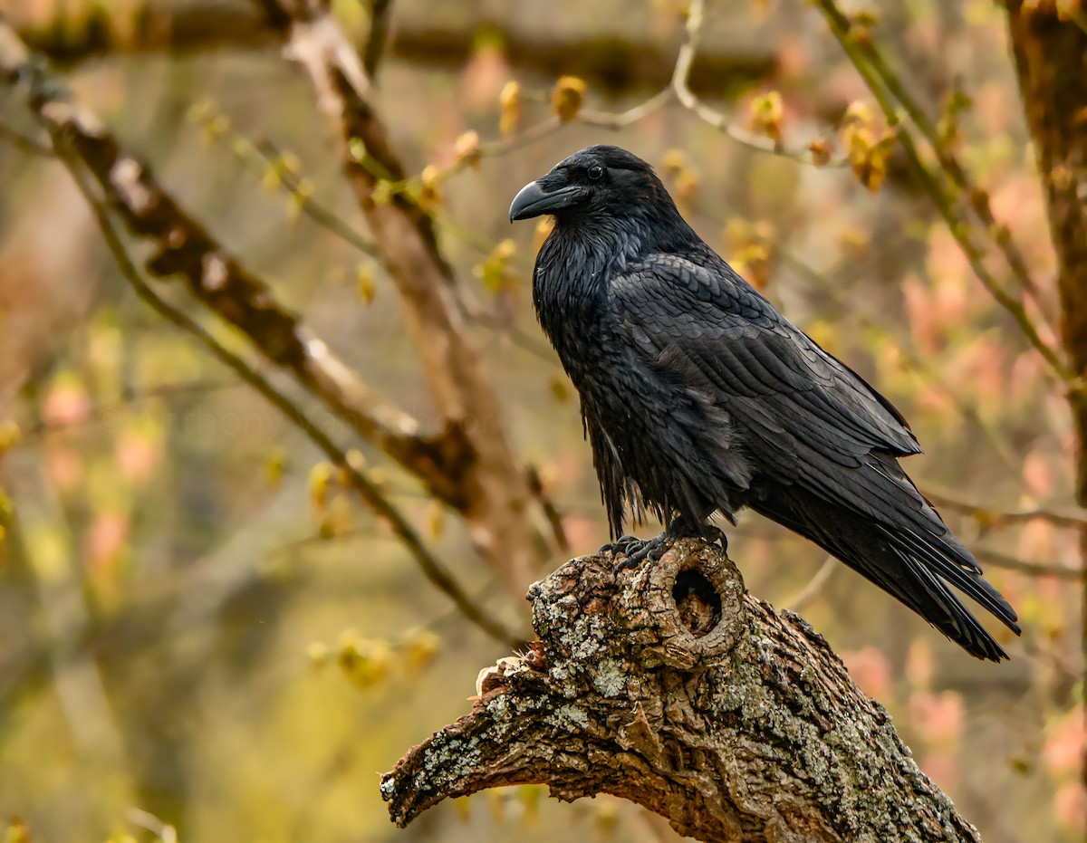 Common Raven - ML219768631