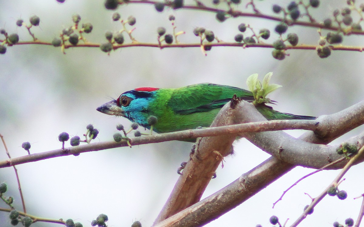 Blue-throated Barbet - ML219768651