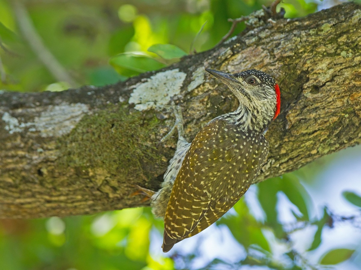 Golden-tailed Woodpecker (Golden-tailed) - ML219768961