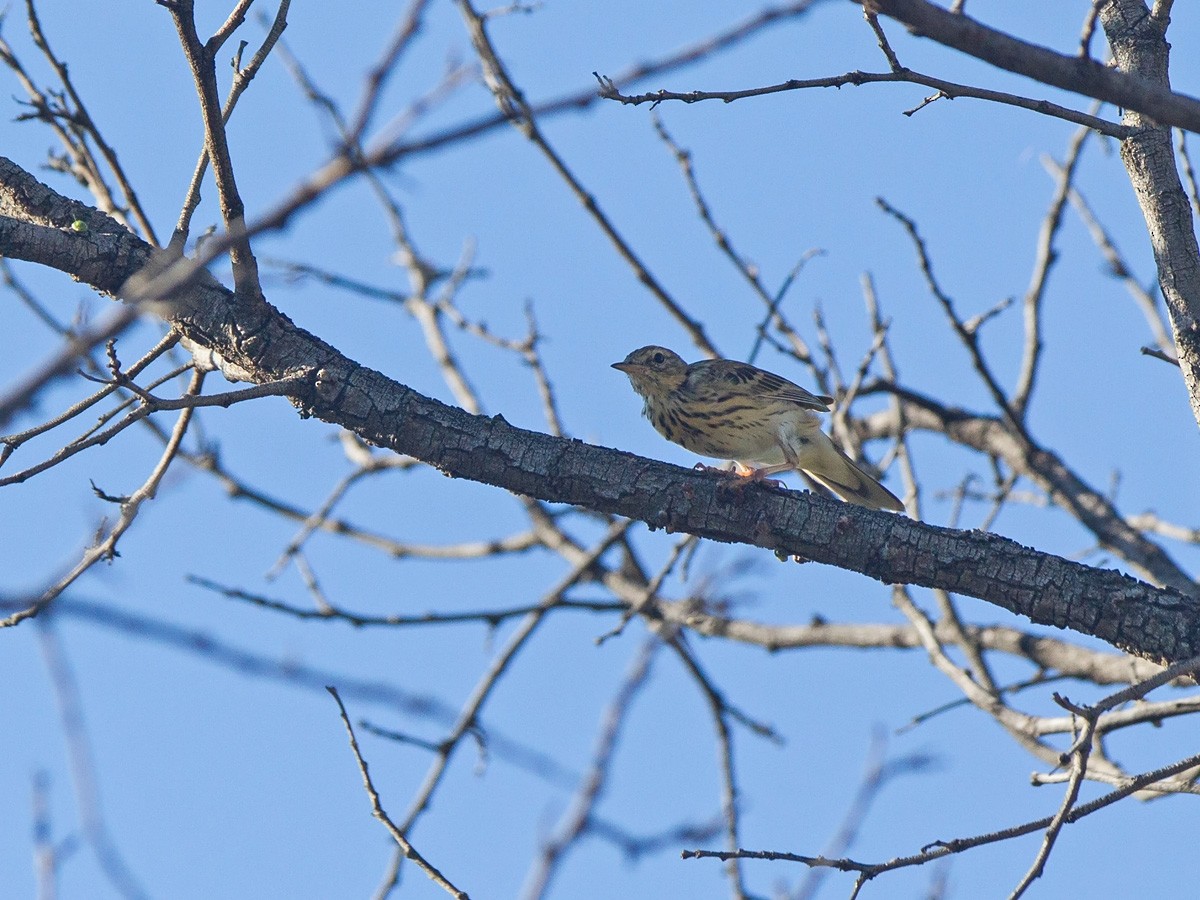 Tree Pipit - ML219769311