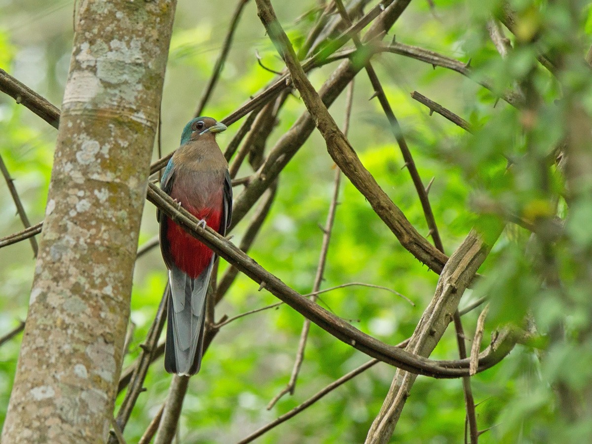 Narina Trogon - Niall D Perrins