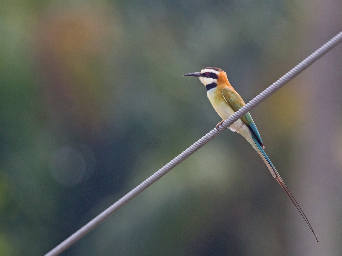 White-throated Bee-eater - ML219771121