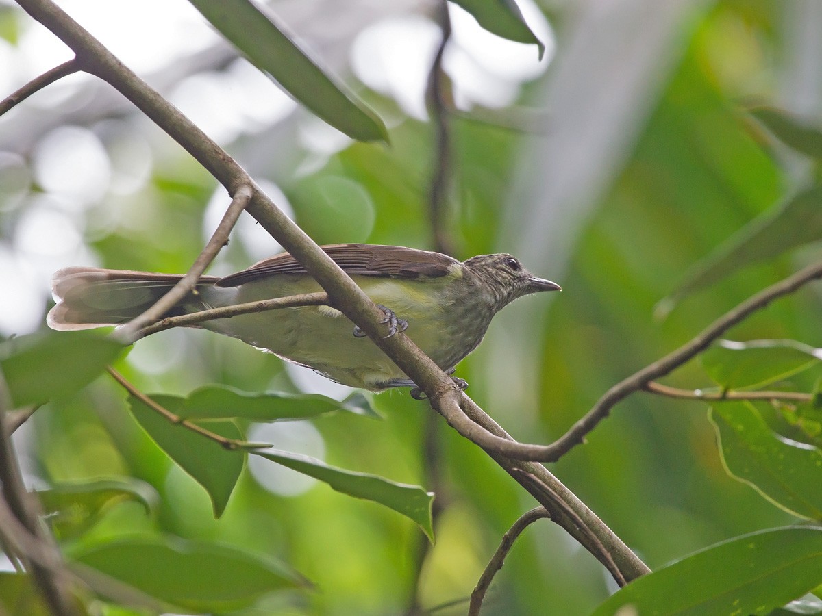 Swamp Greenbul - ML219771141