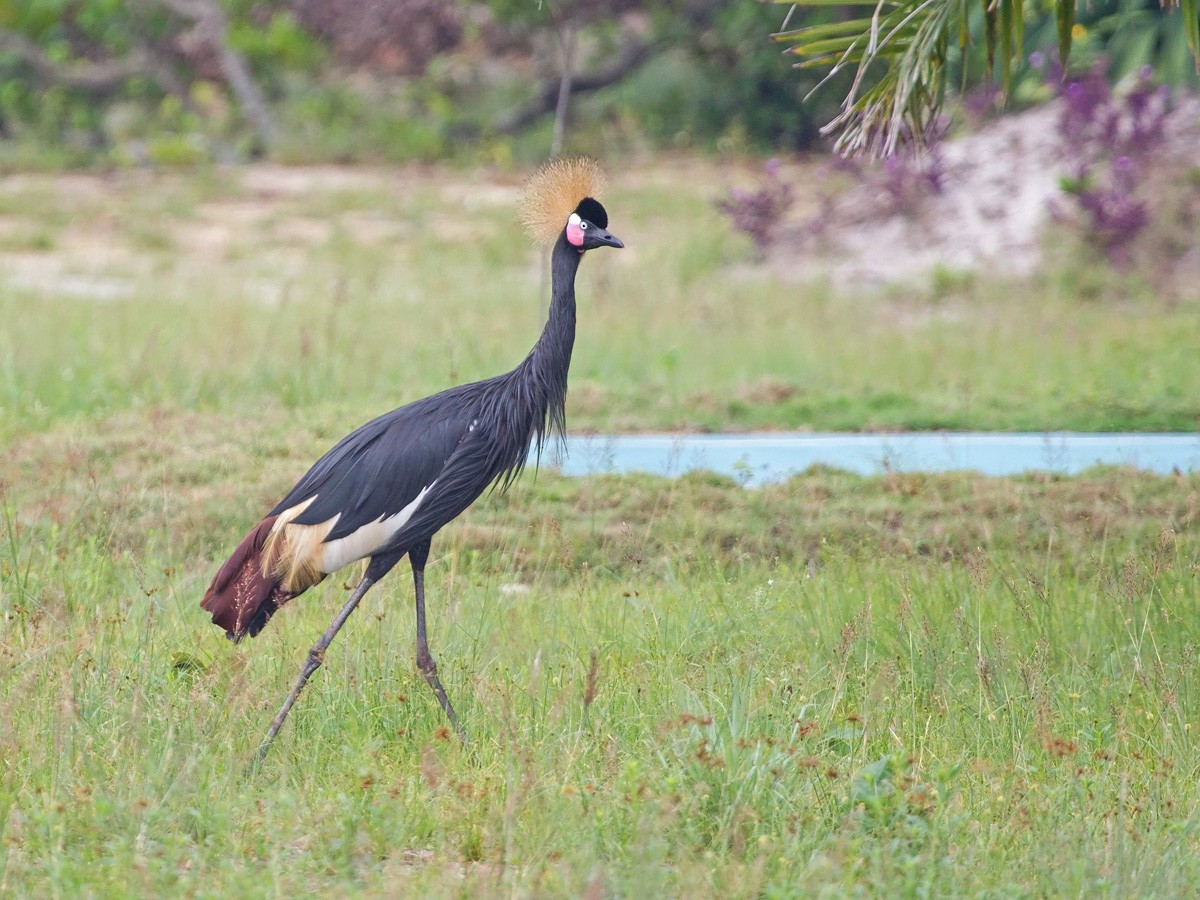 jeřáb paví - ML219771151