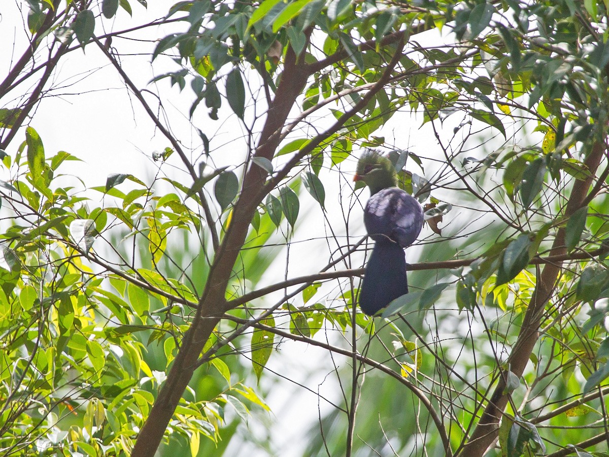 Yellow-billed Turaco (Verreaux's) - ML219771251