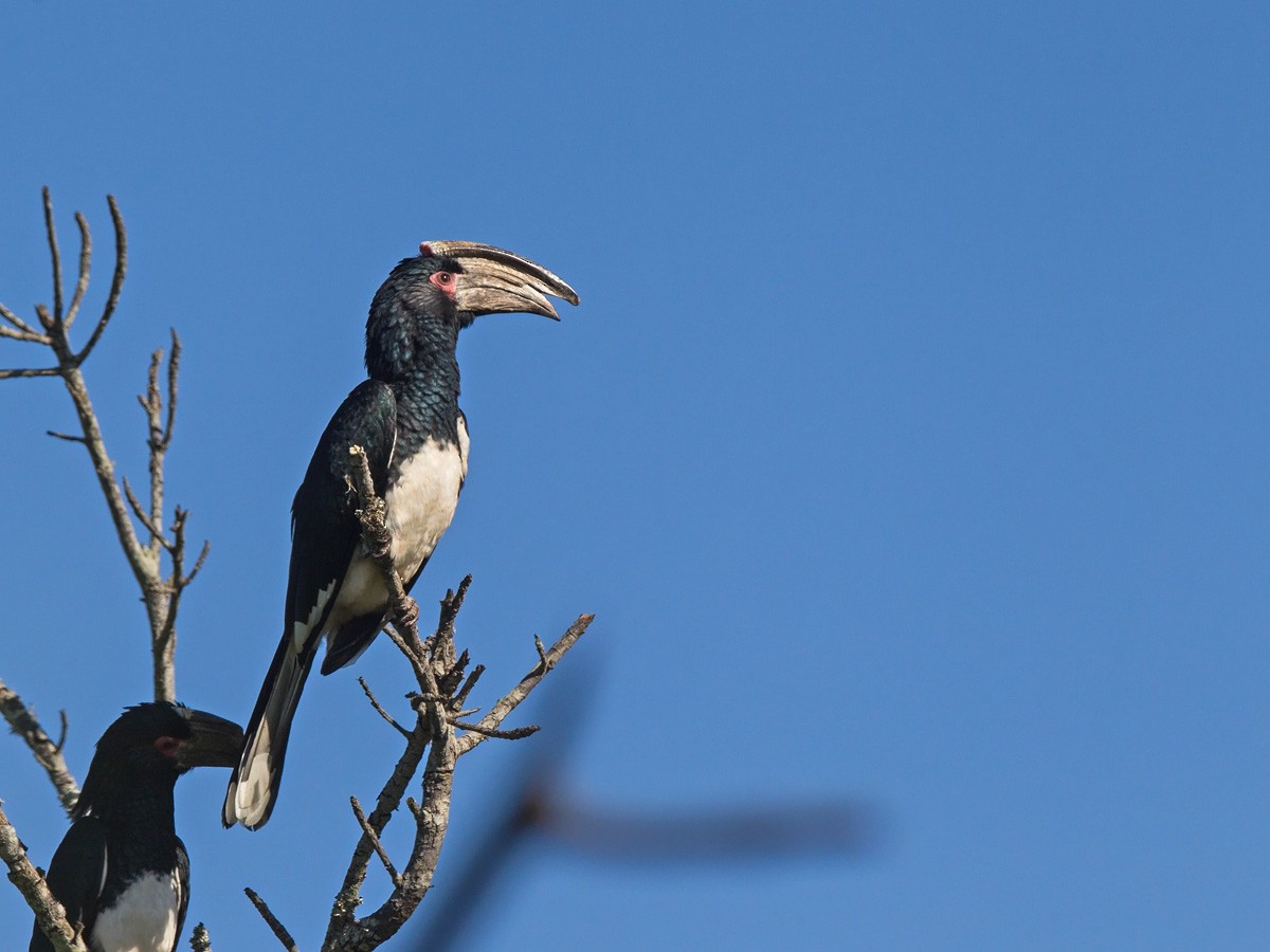 Trumpeter Hornbill - Niall D Perrins