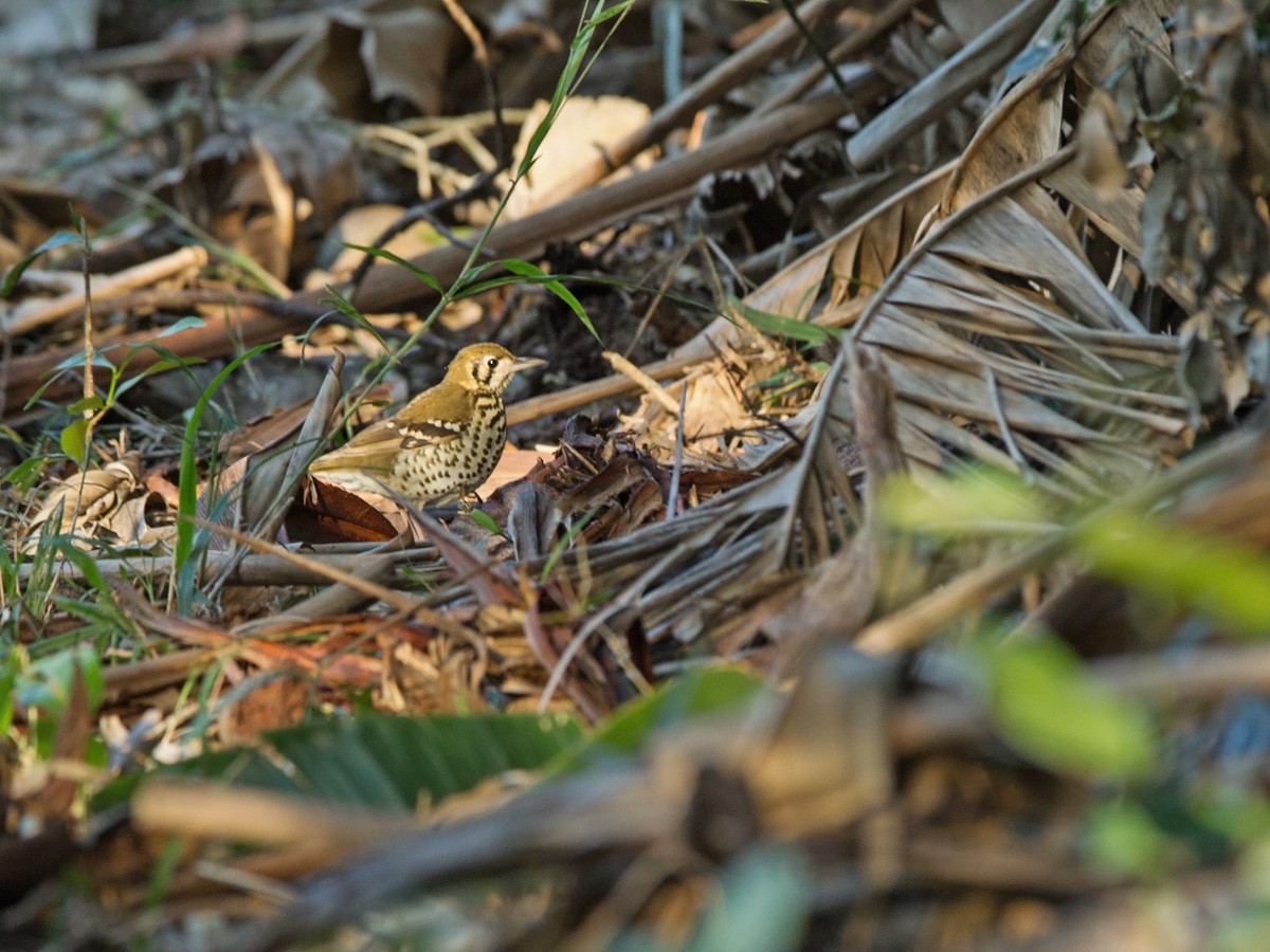 Spotted Ground-Thrush (Spotted) - ML219773701