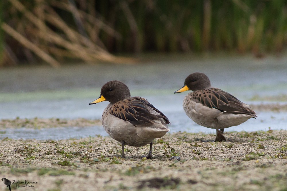 Yellow-billed Teal - Zoltan Kovacs