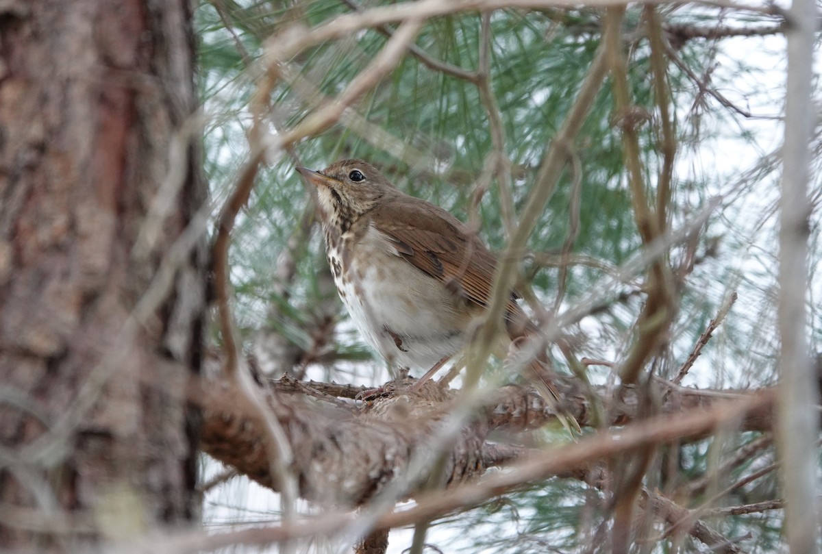 Hermit Thrush - ML219776341