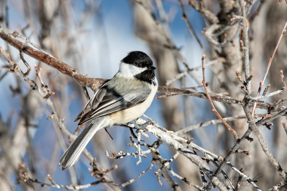 Black-capped Chickadee - Boni Edwards