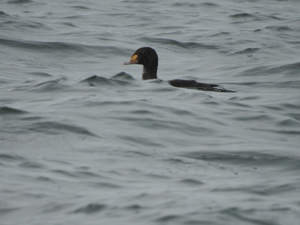 King Eider - John Porath