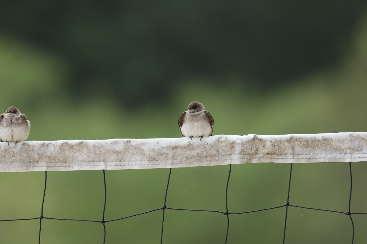 Northern Rough-winged Swallow - ML219779091