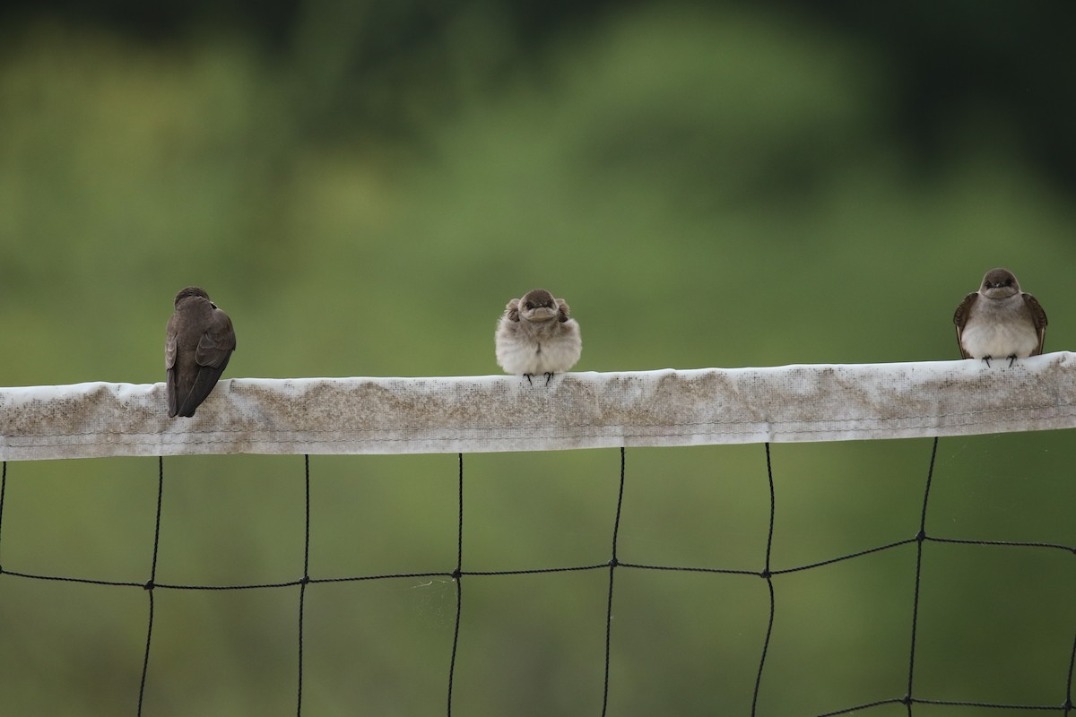 Northern Rough-winged Swallow - ML219779101