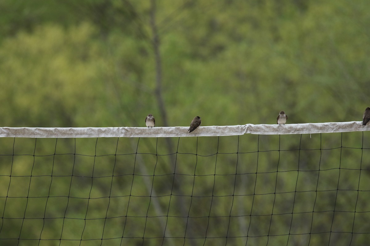 Northern Rough-winged Swallow - ML219779161