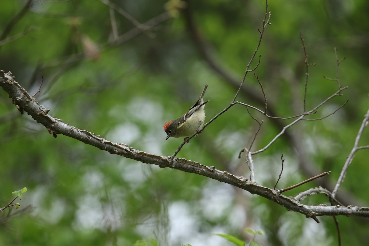 Ruby-crowned Kinglet - ML219779251