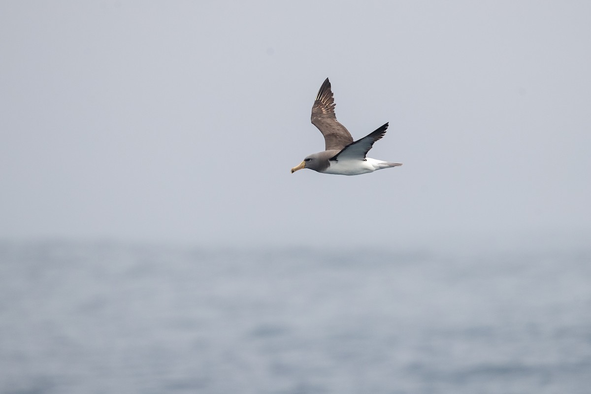 Albatros de las Chatham - ML219781821