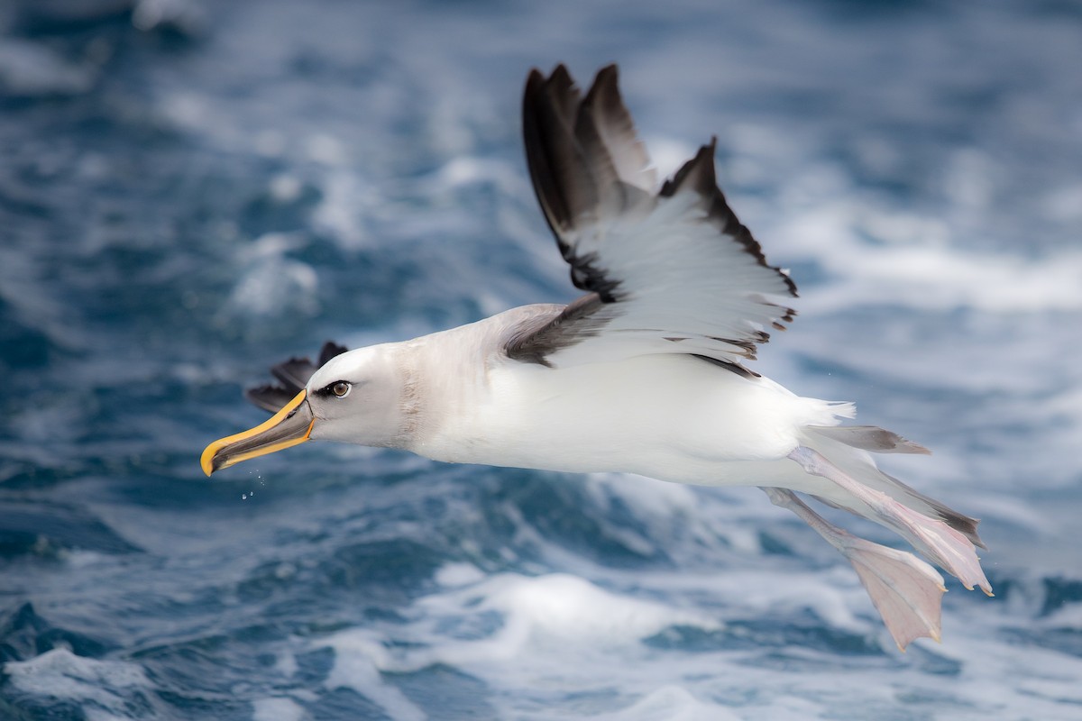 Buller's Albatross - ML219782101