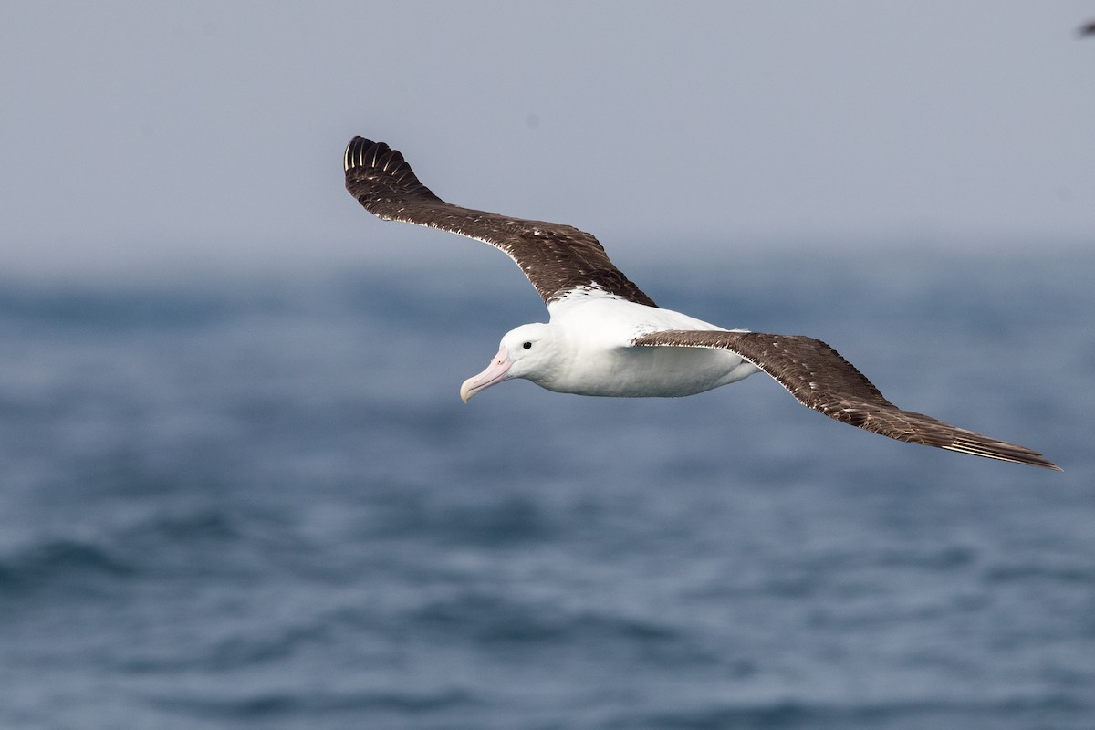 Northern Royal Albatross - ML219782181