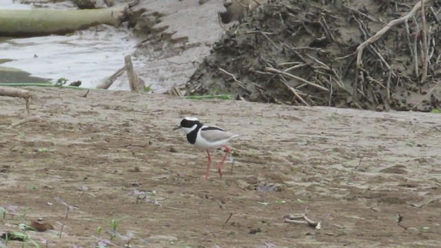 Pied Plover - ML219782631