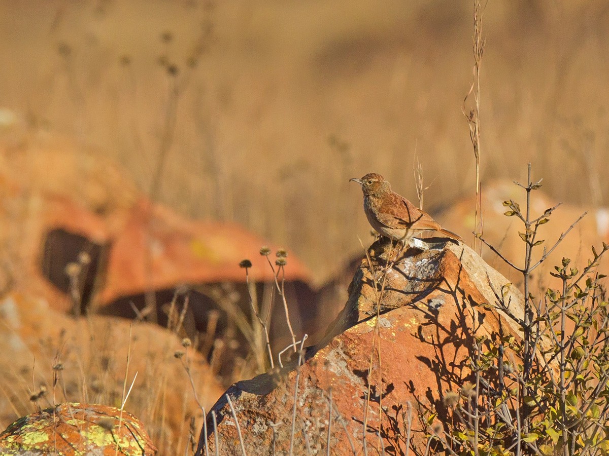 Transvaal Toygarı - ML219782771
