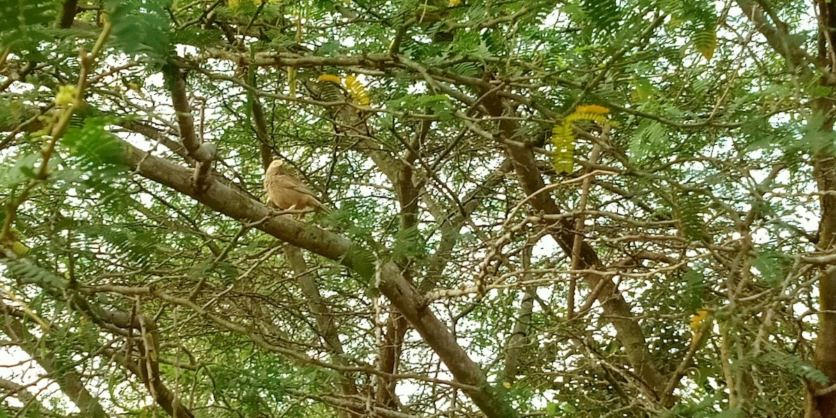 Yellow-billed Babbler - ML219785541