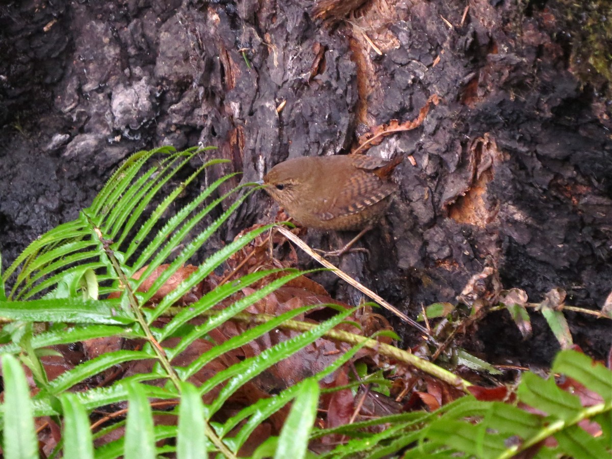 Pacific Wren - ML21978571