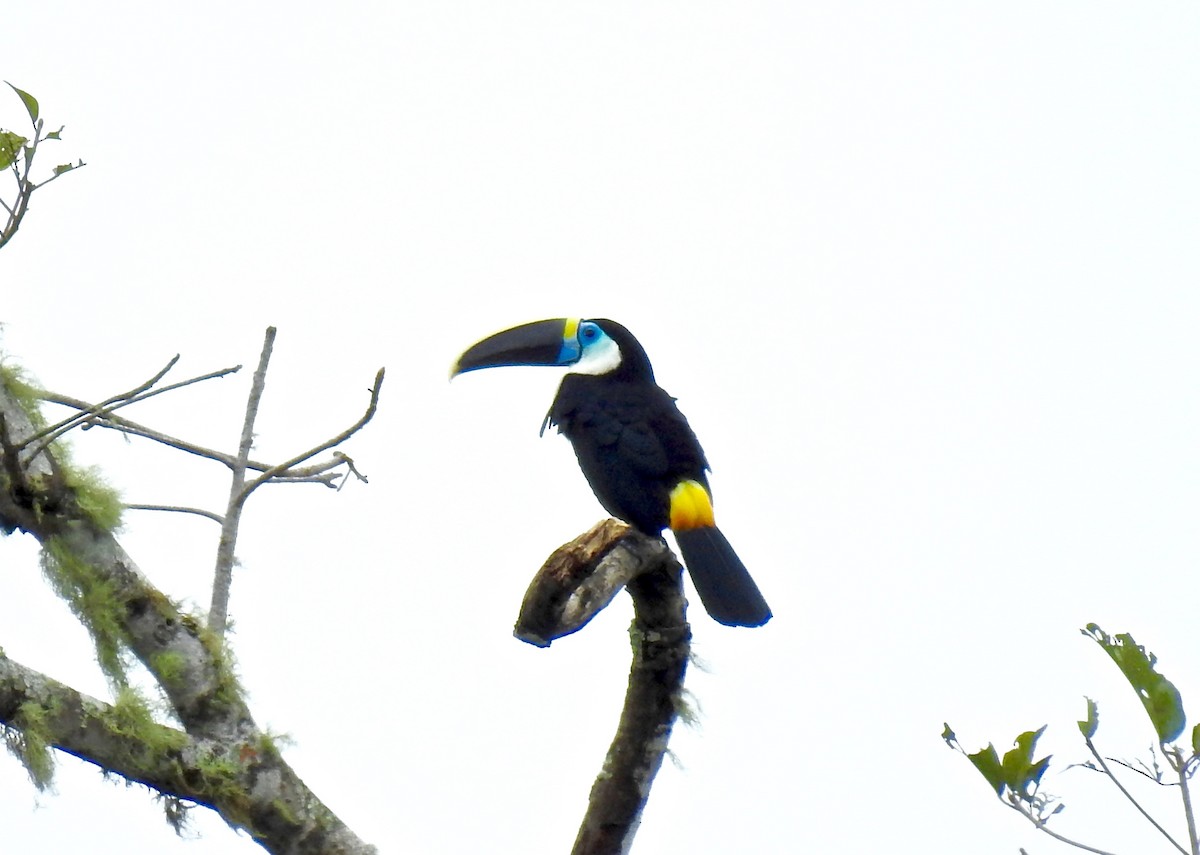 Channel-billed Toucan - ML219786271