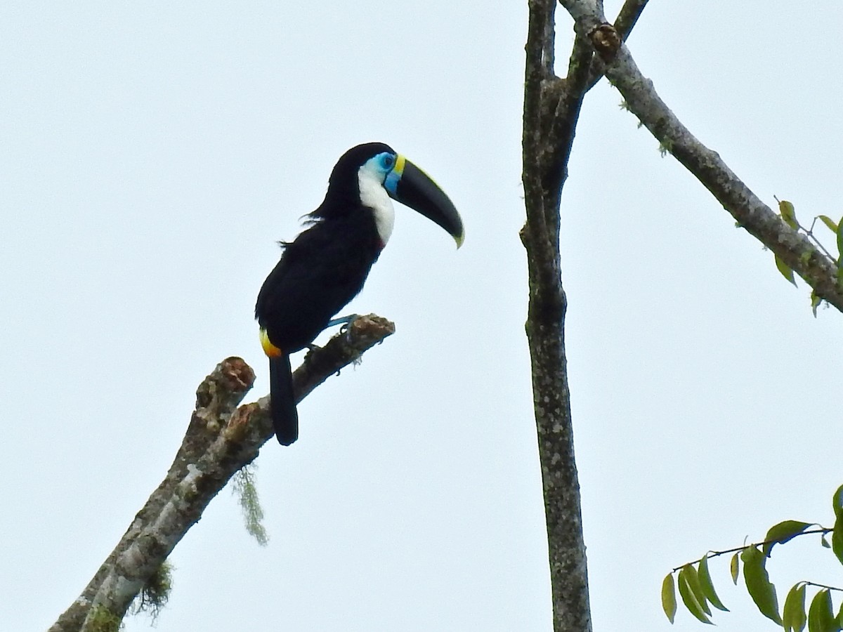 Channel-billed Toucan - ML219786291