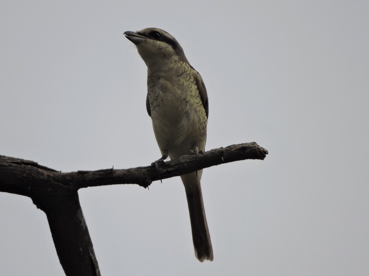 Brown Shrike - Mahathi Narayanaswamy