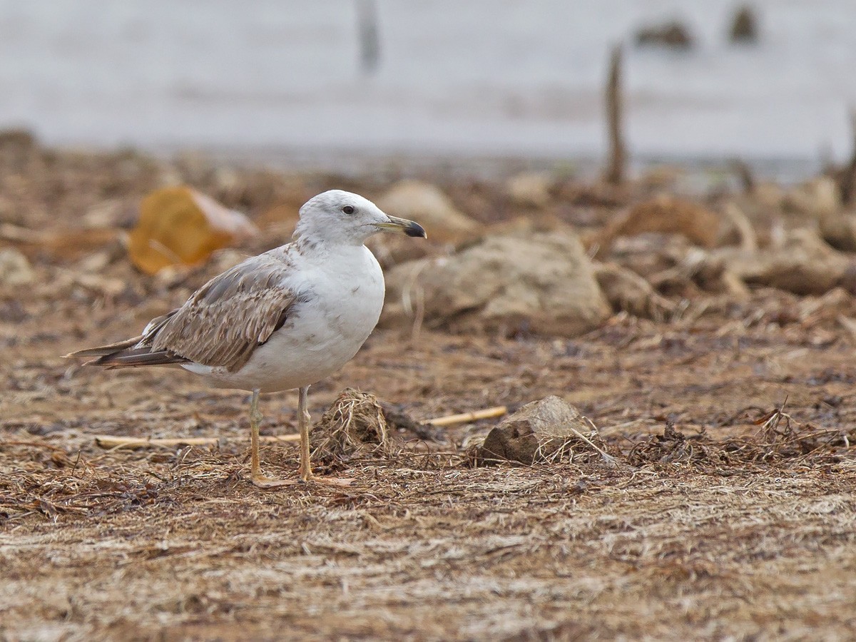 racek žlutonohý (ssp. heuglini) - ML219786861